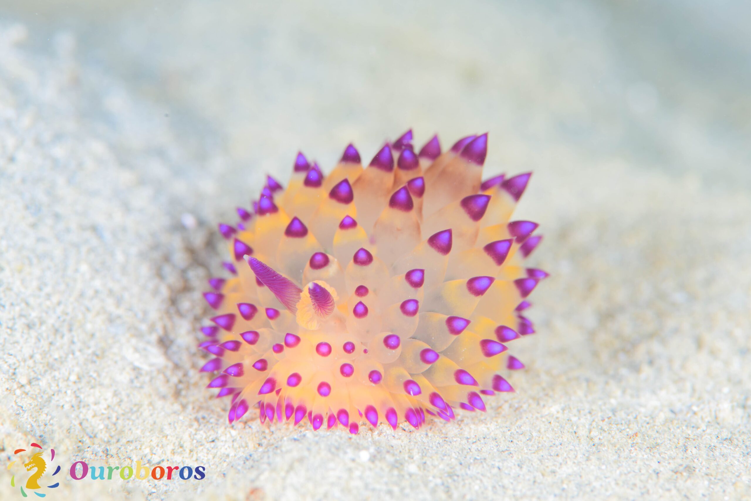 ダイリク　ベロアポロ　オレンジ DSC08600.jpg